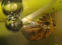 Pygmy backswimmer with airbubbles 27-09-2006