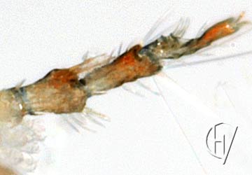 Forelia variegator, mannetje - detail achterpoot 22-06-2013