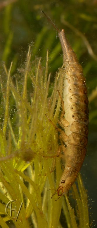 Rhantus suturalis, volgroeide larve 13-08-2007