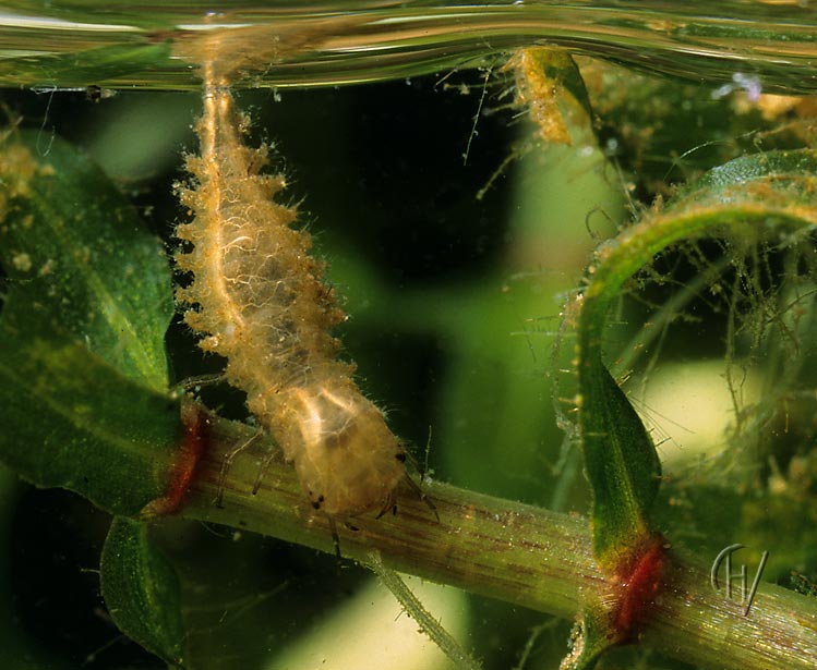 Spercheus emarginatus,larva 25-06-2003