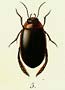 Rhantus notaticollis fig. Aubé