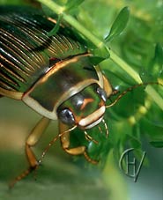 Great diving beetle, female