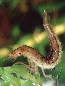 Great diving beetle larva, young