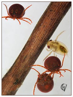 Hydrachna nymphs and water boatman nymph 21-04-2015