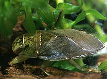 Saucer Bug, Ilyocoris cimicoides