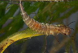 Rhantus suturalis, young larva gets fresh air 05-08-2007.
