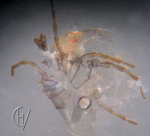 Arrenurus cf. buccinator, pantsering vrouwtje 16-07-2012