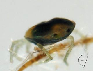 Brachypoda versicolor female 29-05-2011