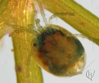 Brachypoda versicolor female ventral posterior 29-06-2011