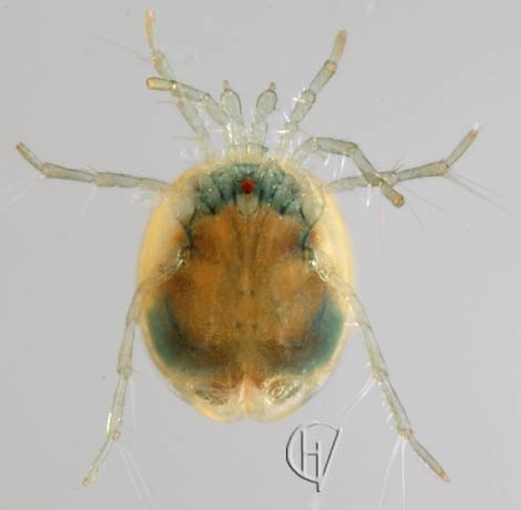 Brachypoda versicolor female ventral 29-05-2011