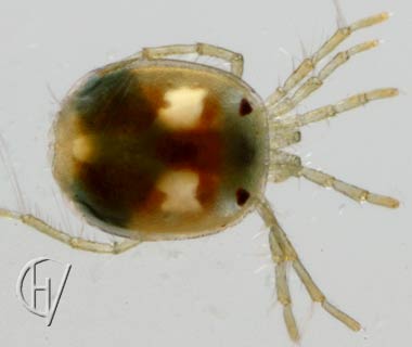 Brachypoda versicolor female 29-05-2011