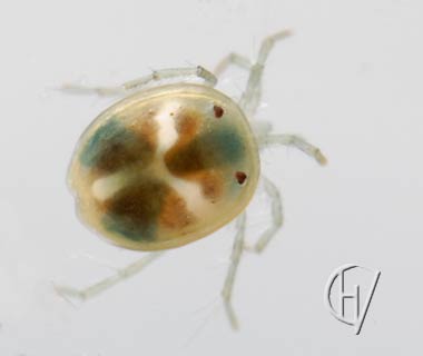 Brachypoda versicolor female 29-05-2011
