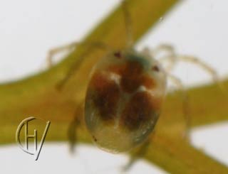 Brachypoda versicolor male 17-07-2011