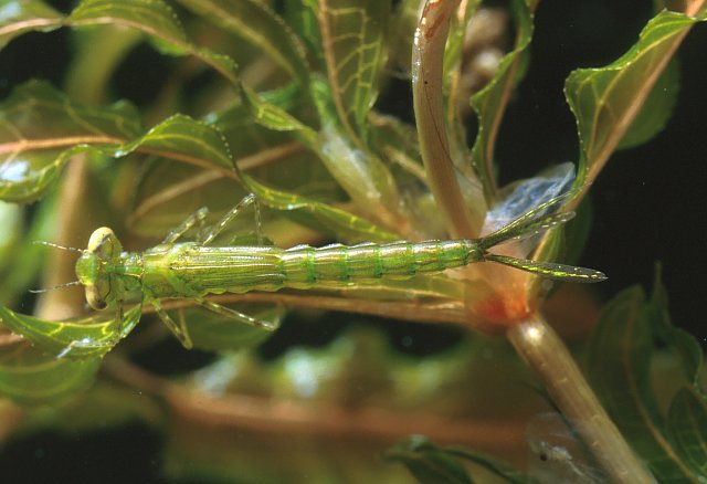 Coenagrion larva 21 06 20