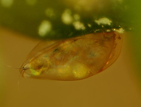 Eurycercus lamellatus
