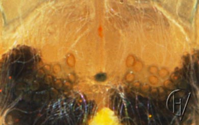 Forelia variegator, vrouwtje - onderaanzicht nappen 17-06-2013