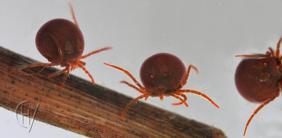 Hydrachna nymphs 21-04-2015