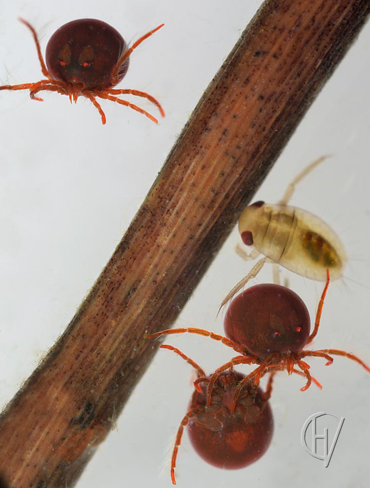 Hydrachna nymphs 07-06-2010