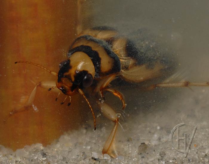 Hygrobia, male, frontal view 9 july 2007