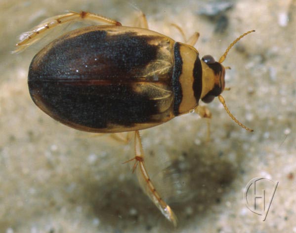 Hygrobia, female, top view 1 aug 2001