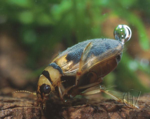 Hygrobia, female, lateral view leftside 1 aug 2001
