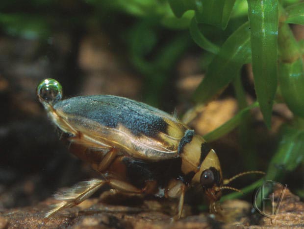 Hygrobia, femal sp., lateral view rightside 1 aug 2001