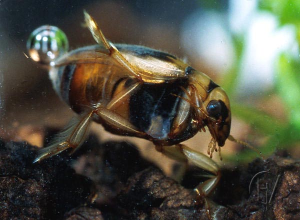 Hygrobia, female, sideview 1 aug 2001
