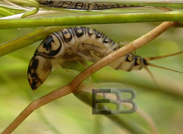 Hygrobia hermanni larva copyright E.Stegeman-Broos