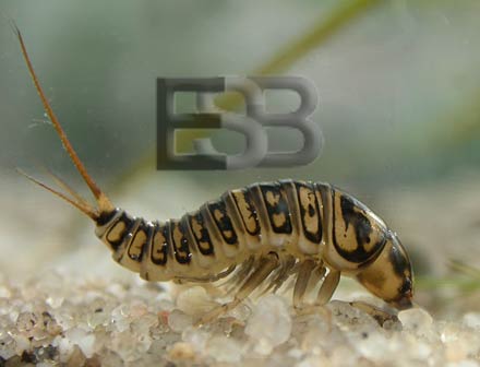 Hygrobia hermanni larve copyright E.Stegeman-Broos