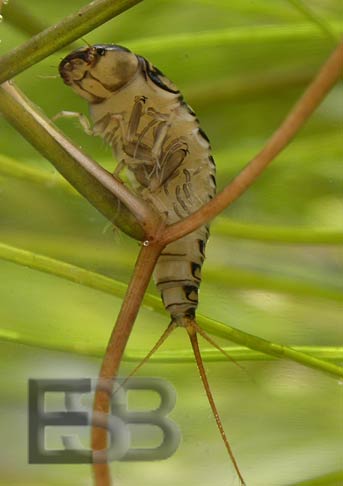 Hygrobia hermanni larva copyright E.Stegeman-Broos