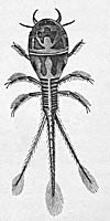 Hygrobia hermanni, larva just hatched, drawing by Schiodt