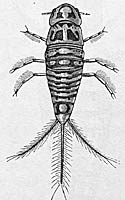 Hygrobia hermanni, older larva, drawing by Schiodt