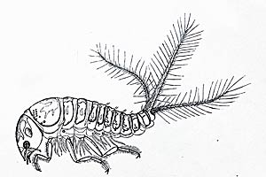 Hygrobia hermanni, volwaasen larve zijaanzicht, tekening Schioedte