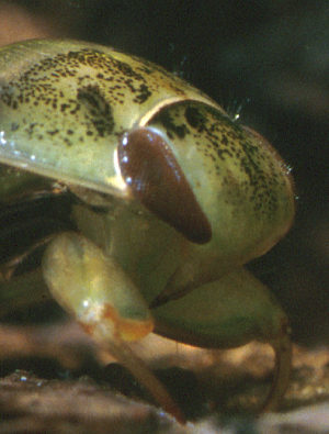 Saucer bug head, claws