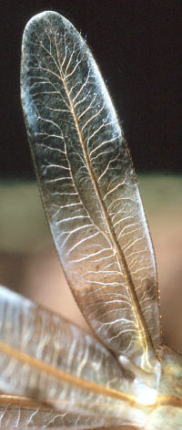 Lestes species gill leaf