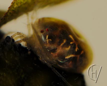 Limmesia cf. marmorata, vrouwtje, zijaanzicht 18-07-2012
