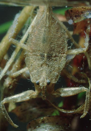 Waterscorpion,larva
